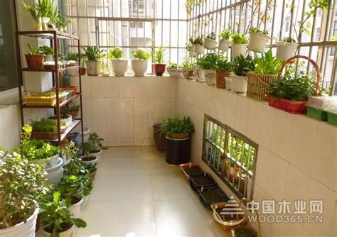 阳台风水植物|家里阳台养什么花风水好一点（4种 “招财花”，美观大方旺风水）